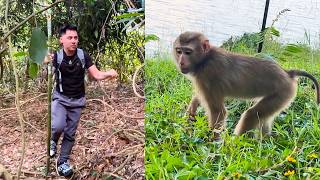 Dad has never given up on finding Monkey Kaka.