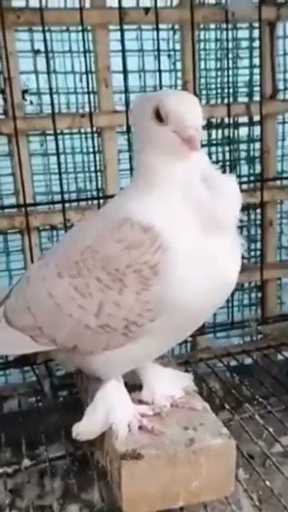 Burung Merpati Rusia