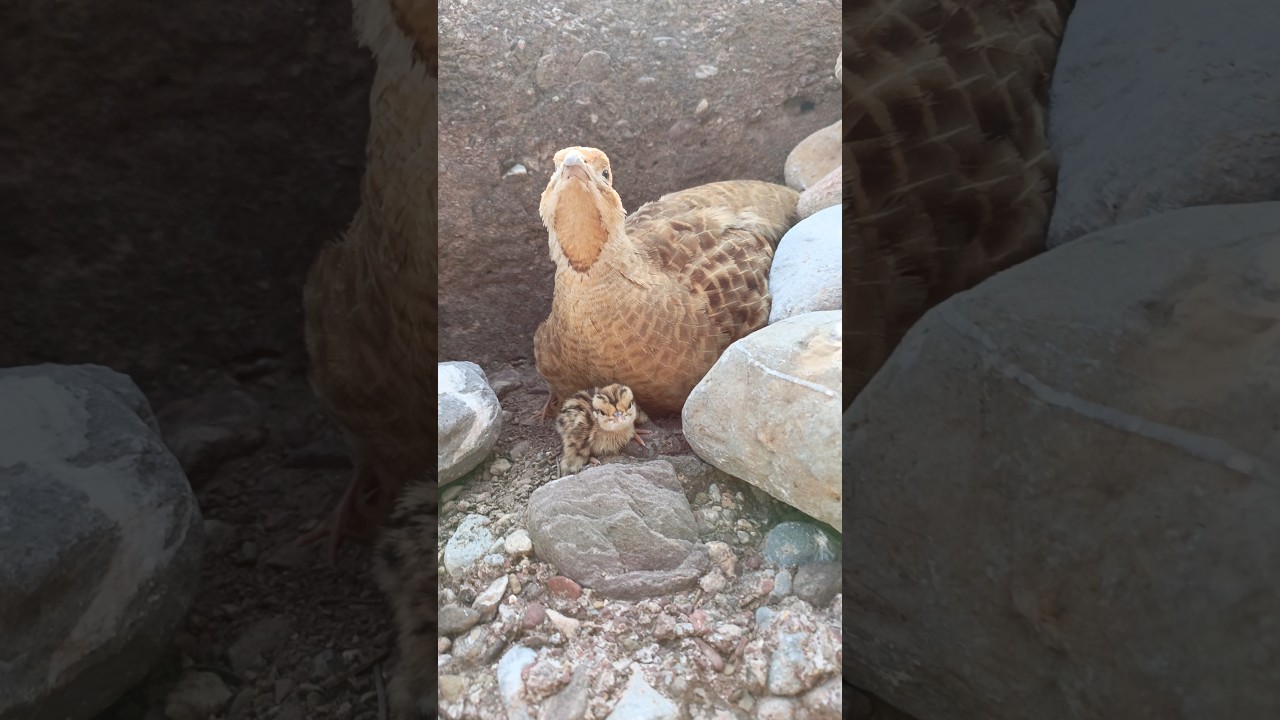 grey partridge baby chicks 