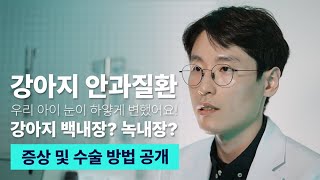 강아지 안과 대표 질환 백내장, 녹내장 증상 / 수술 방법 및 과정 공개 [샤인아이안과동물병원] #강아지백내장 #강아지녹내장 #강아지안과
