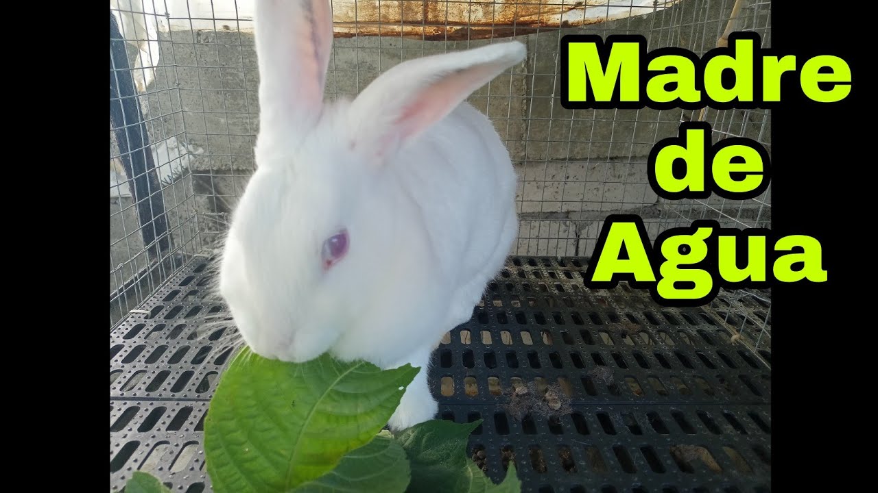 Madre De Agua para sa mga alagang Rabbit - YouTube