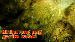 ep321.Dive2.copapa bihira lang ang ganito kalaki.night spearfishing Philippines.
