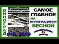 🍇 ГЛАВНОЕ ПРАВИЛО на винограднике весной? Как уйти от заморозков. Позднее открытие винограда.