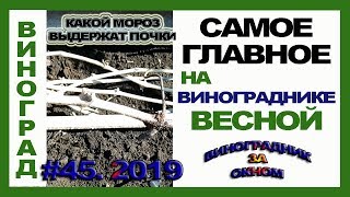 видео: 🍇 ГЛАВНОЕ ПРАВИЛО на винограднике весной? Как уйти от заморозков. Позднее открытие винограда. картинка: 🍇 ГЛАВНОЕ ПРАВИЛО на винограднике весной? Как уйти от заморозков. Позднее открытие винограда.