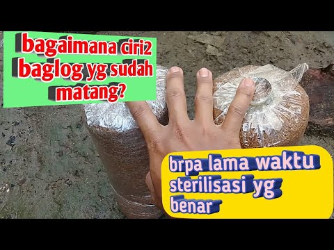 Bagaimana ciri ciri baglog yg sudah masak? Lagi2 pertnyaan dari netizen 😂semoga bermanfaat😊