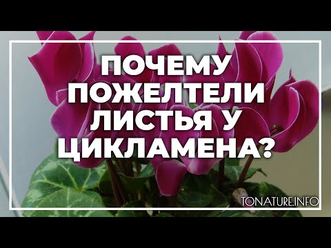 Почему пожелтели листья у цикламена? | toNature.Info