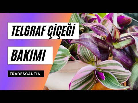 Video: Tradescantia Türleri Ve çeşitleri (33 Fotoğraf): Tradescantia Zebrin Ve Mor, Skafoid Ve Diğer çeşitlerin Tanımı