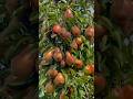 लाल बाबूगोशा का पौधा उपलब्ध है बाबूगोशा और नाशपति (नाशपाती) #shots #shorts #shortfeed #short #plants