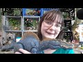 ASMR toy dinosaur sounds ~ no talking ~ clicking, tapping, scratching sounds