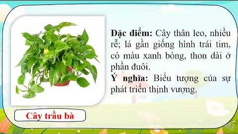 Hoa và cây cảnh quanh em tiết 1 Tuần 1 3