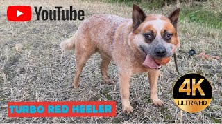 Australian Cattle Dog Turbo Red Heeler Worlds Best Dog Breeds