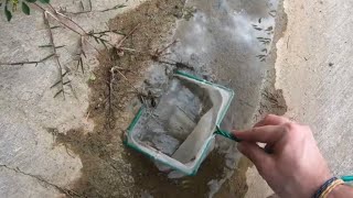 Rescue of tadpoles that were running out of water