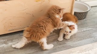 MEETING THE MAINE COON LORD AND MURKA / Kittens Pukhlya and Vasilisa play very funny by BobCat ТV 87,786 views 1 month ago 12 minutes, 19 seconds
