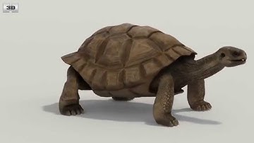 Galapagos Turtle 3D model by 3DModels.org