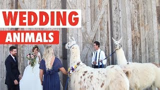 Wedding Pets | Funny Pets Video Compilation