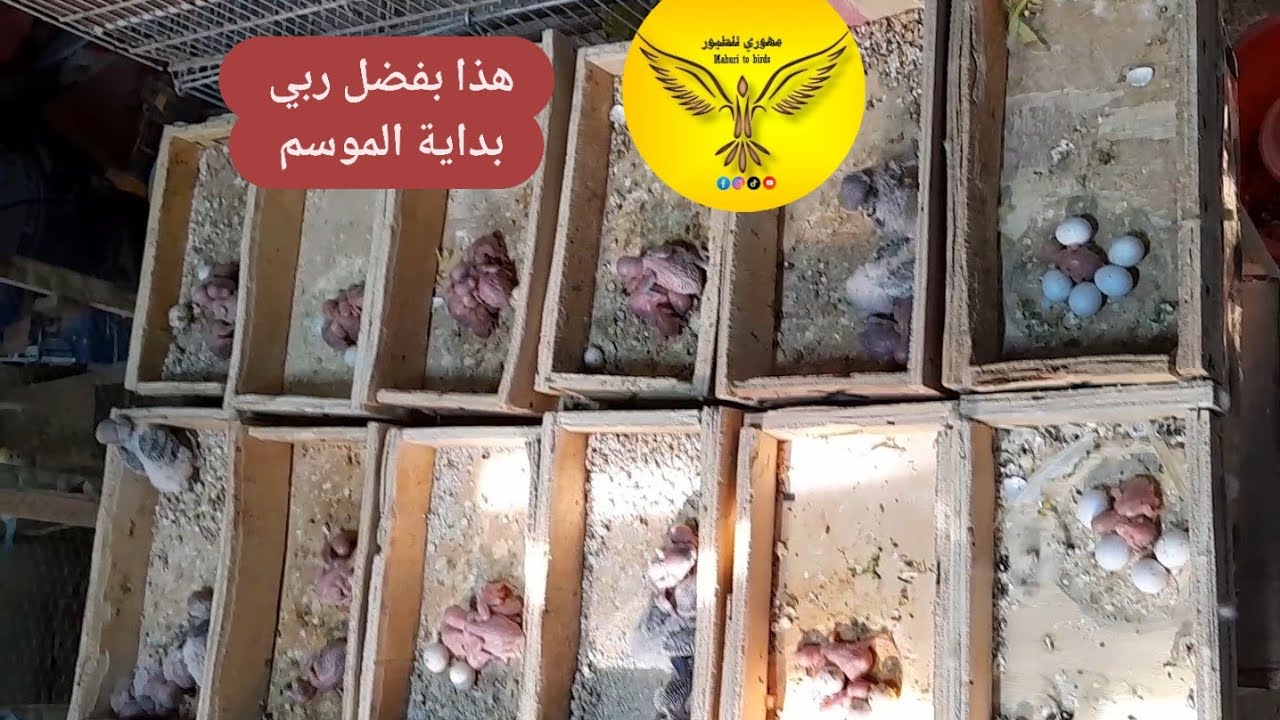 هذا بفضل ربي بداية الموسم فتح العشوش 