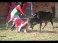 Corrida De Toros Pariacancha ▷ Toreros Comicos 2018✓ (Video Oficial)