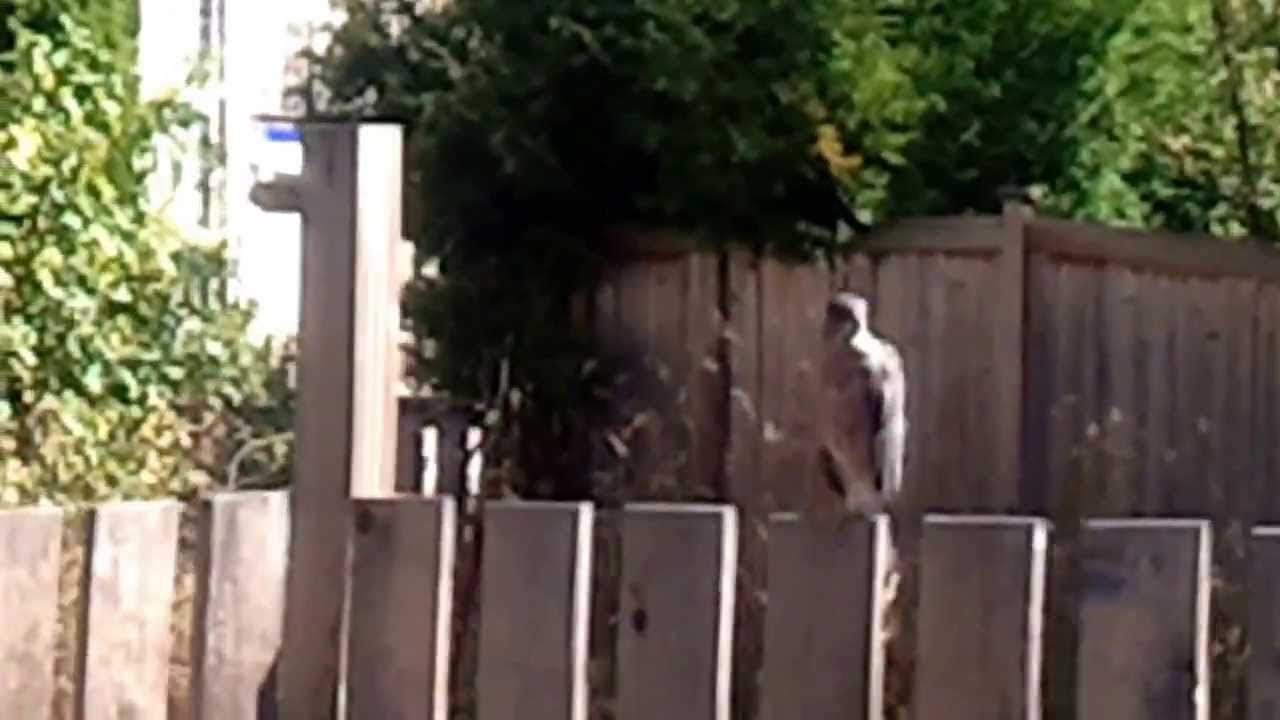 A sharp shinned Hawk hanging around my house