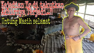 Cerita dari Pa de..!! Tentang kebakaran yg terjadi tadi malam dah liat kondisi ayam dan kandangnya