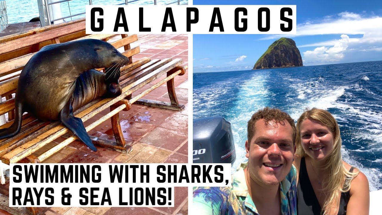 THE GALAPAGOS DAY 2 | PINZON BOAT TRIP | SEALS AND SHARKS