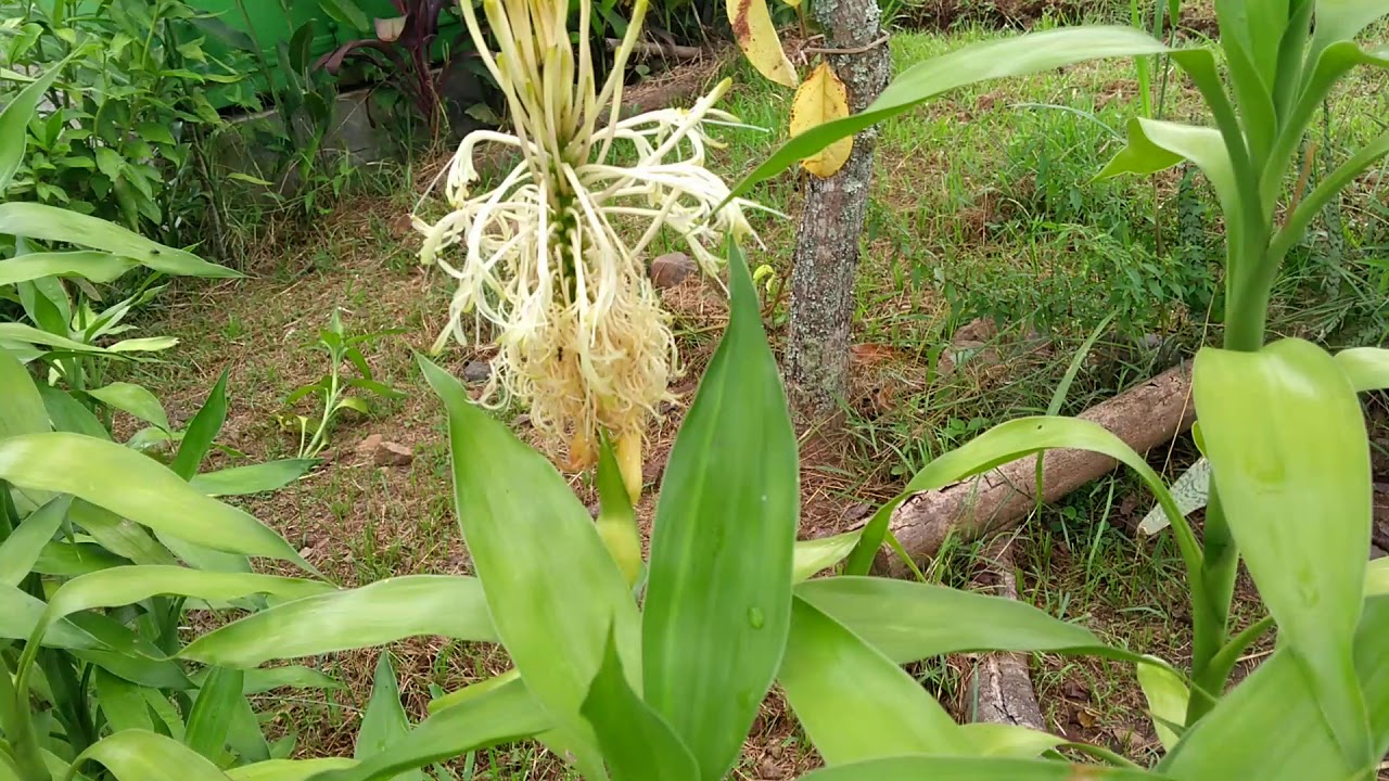 flor do bambu da sorte - thptnganamst.edu.vn