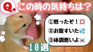 ハムスターの仕草とその意味 10選