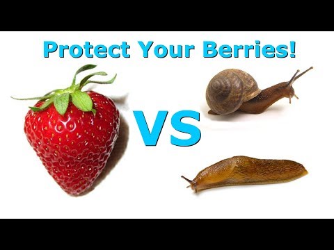 Video: Slugs On Strawberries: Eating Berries - How To Fight During Fruiting? How To Protect Without Chemistry With Folk Remedies? How To Save Ashes?