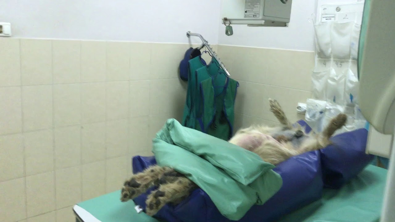 Thoracic xray. Dog positioning. Рентгенография грудной полости