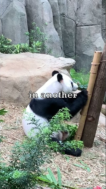 China Owns Every Panda In The World 🇨🇳