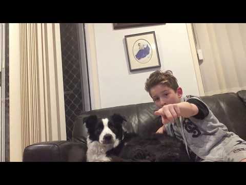 Z-Dog Ep 2 ( Every doggo for himself ) with: no one because I have no friends still