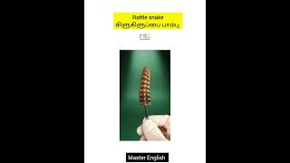 Rattle snake/Master English#tamil #tamilnadu #shortsfeed #tamilshorts #tamilan #shortvideo #short