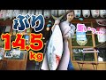 【巨大】市場でも珍しい14.5kgのブリ！魚屋が教える！臭みなし！味しみしみ！絶対おいしくできるぶり大根の作り方〜gigantic Japanese yellowtail〜