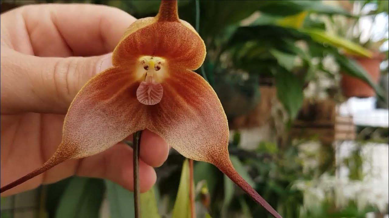 Orchid Monkey Face Green - Orquídea cara de mono verde semillas