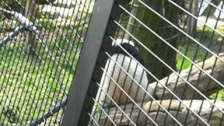 Panda Bear Humping Tree :D