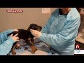 Local Veterinarian Talks About Signs Of Parvovirus In Dogs