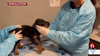 Local Veterinarian Talks About Signs Of Parvovirus In Dogs