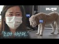 편히 눕지 않고 서서 자는 강아지 초코.. 주인도 몰랐던 충격적 속마음ㅣThe Shocking Reason Why A Dog Sleeps While Standing