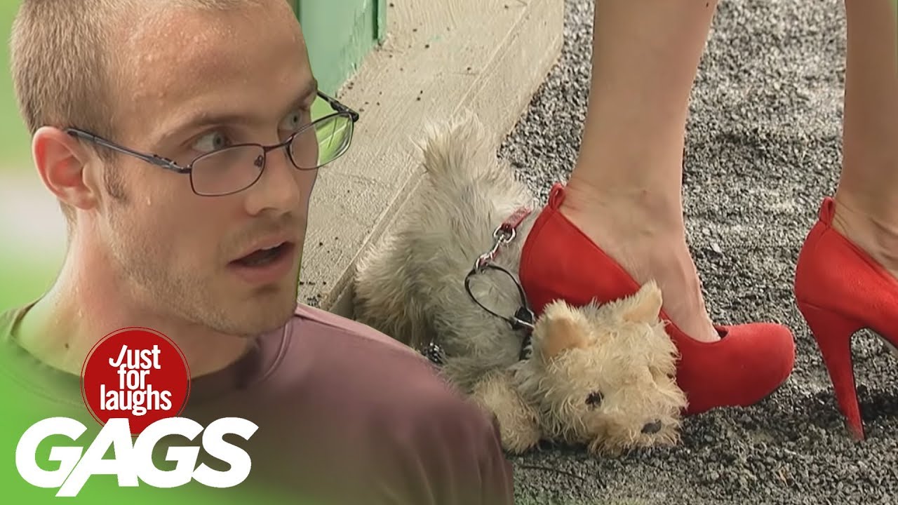 No Dogs Were Harmed in the Making of These Pranks