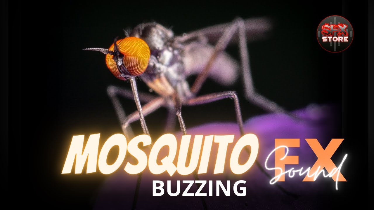 Mosquito Buzzing Sound Effect No Copyright | Whiny Sound | Best Cinematic Sound | Free to Use