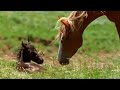 SHOCKING VIDEO:  FOAL DRAMA - Missing by Vangelis