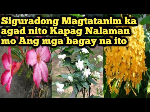 Video: Mga Halaman Para Sa Hardin Ng Aroma Sa Silid