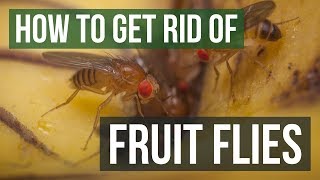 Tips for Getting Rid of and Preventing Fruit Flies - Modern Pest