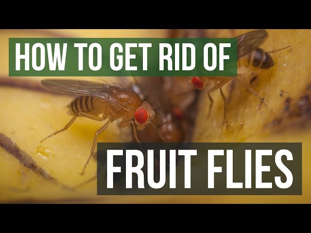 How to Get Rid of Fruit Flies in 3 Easy Steps