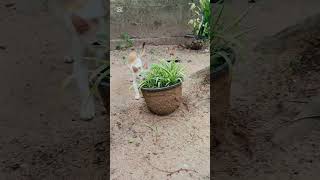 Pabasara ❤️ Evening play time 💞 #cat #fyp #fypシ #cute #viral #viralvideo #funny #cute