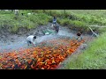 MUD POND HARVEST│Harvesting thousands of fish! Why do fish grow faster in a NATURAL MUD POND.