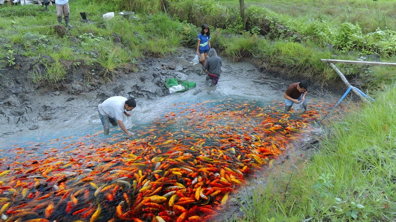 MUD POND HARVEST│Harvesting thousands of fish! Why do fish grow faster in a  NATURAL MUD POND. 