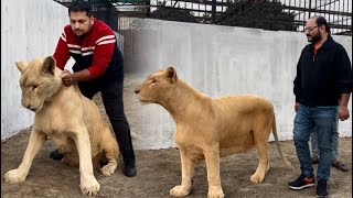 The World biggest lion female LaaRA fully tamed lion ,how to tame lion female,lion attack,HSN