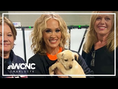 Videó: Pet Scoop: Carrie Underwood kutyája harcol bénulás, kutya figyelmezteti a családot a gázszivárgásra