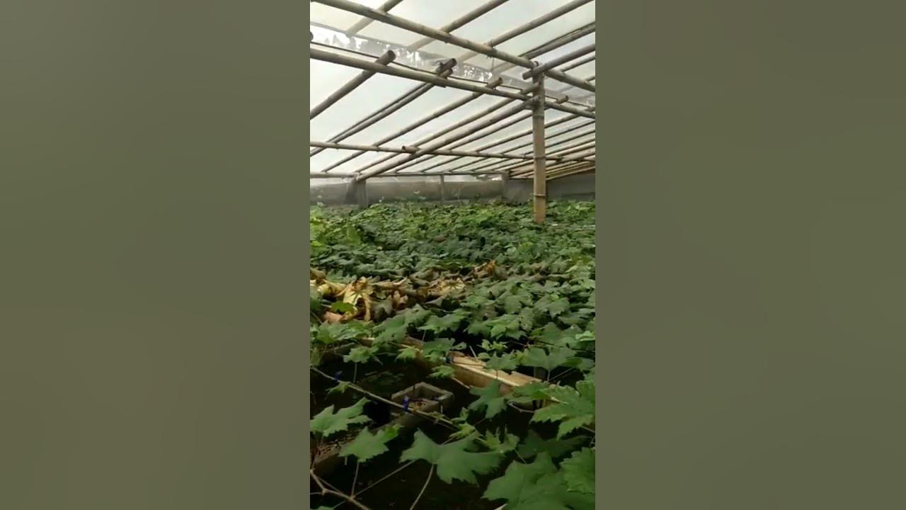 naungan+para2 fuell bambu