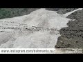 Гиссарские овцы и саги дахмарда пересекают ледники на пути к пастбищам